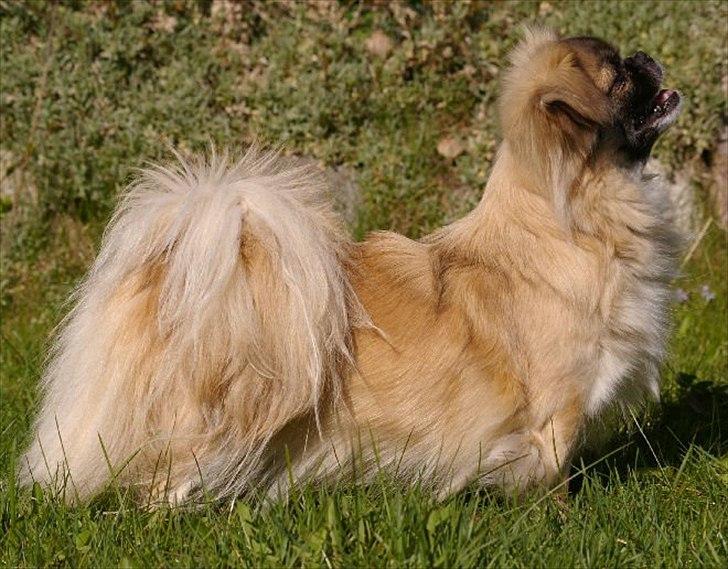 Tibetansk spaniel Khyi-mo’s Cilpa Sa-Wa - Cille elsker at træne billede 15