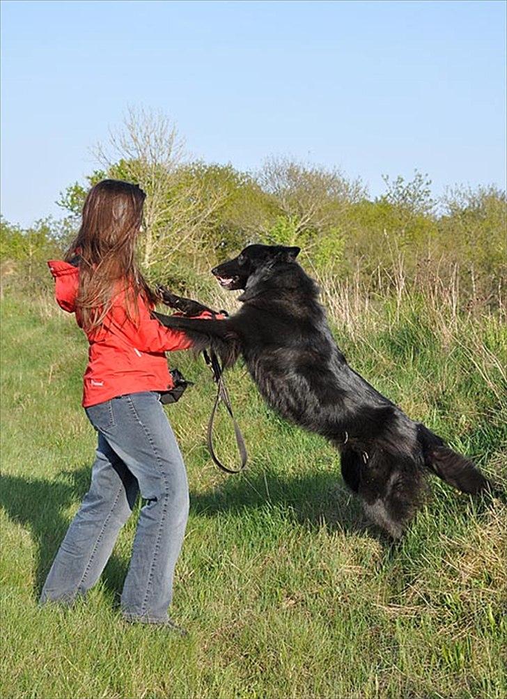 Groenendael Lia - Bliver tit spurgt om jeg kan holde hunden. Har altid synes det var et underligt spørgsmål for så stor er hunden heller ikke, men efter jeg så dette billede gik det op for mig, at det måske er fordi jeg er lille? ;) billede 20
