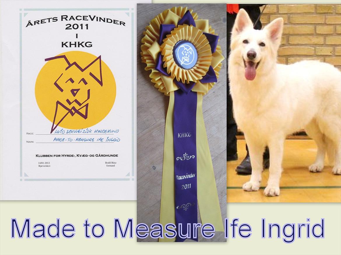 Hvid Schweizisk Hyrdehund Mimmie - Mimmie Racevinder 2011 i Specialklubben KHKG billede 12