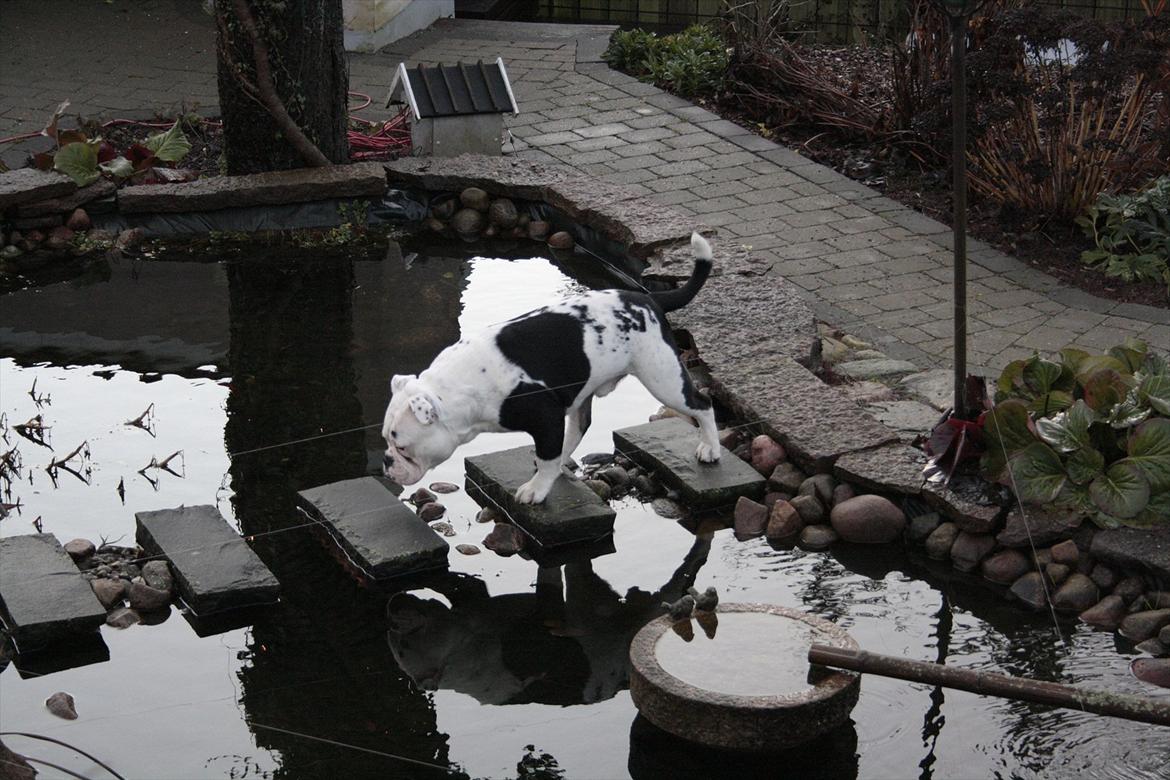 Olde english bulldogge Romeni's Ejgil (Bruce) billede 13