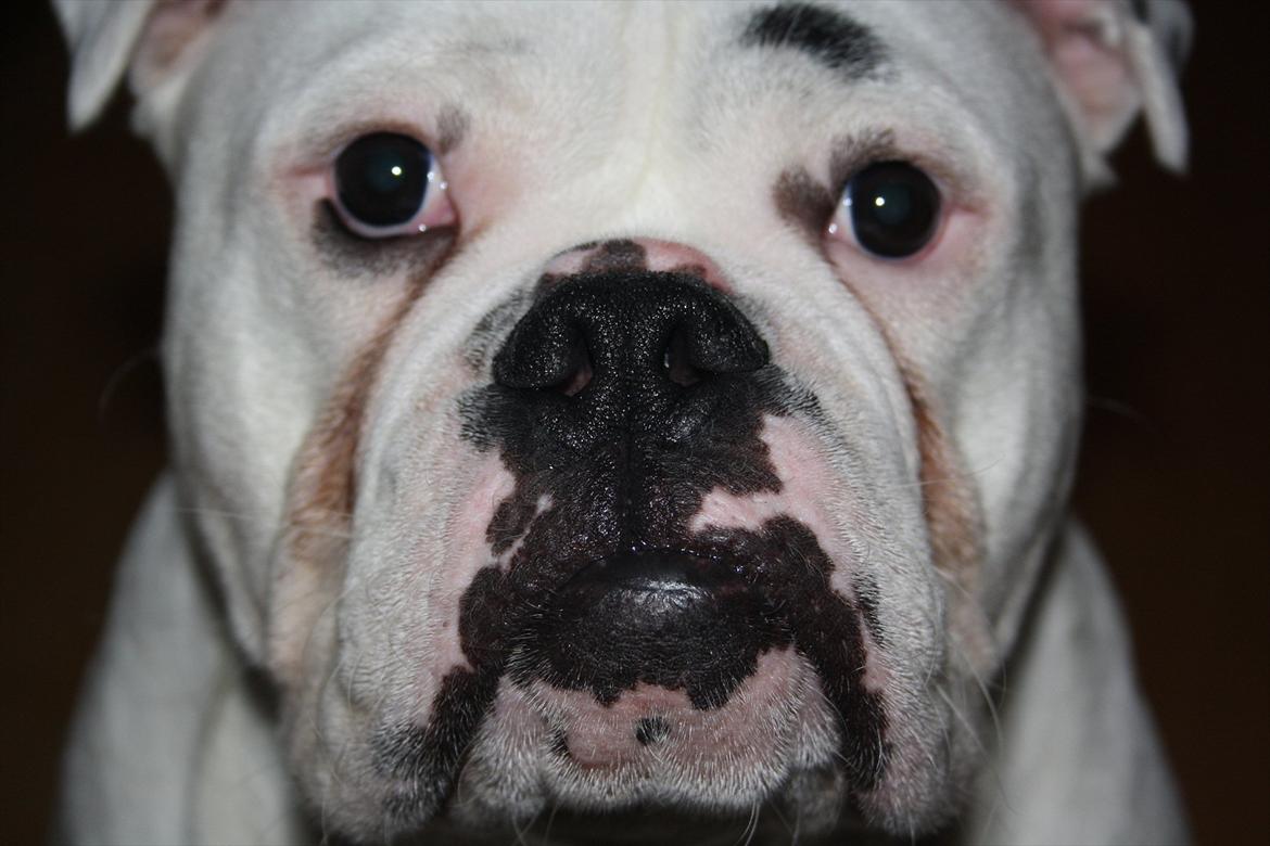 Olde english bulldogge Romeni's Ejgil (Bruce) billede 1