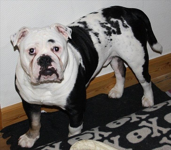 Olde english bulldogge Romeni's Ejgil (Bruce) billede 14