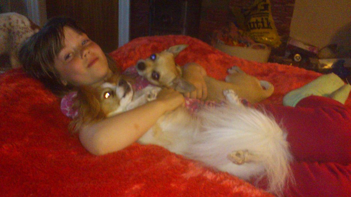 Chihuahua Perle billede 1