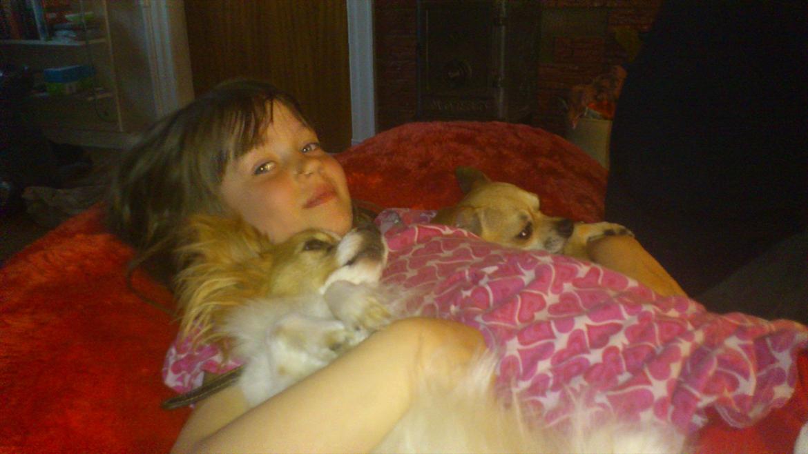 Chihuahua Perle billede 2