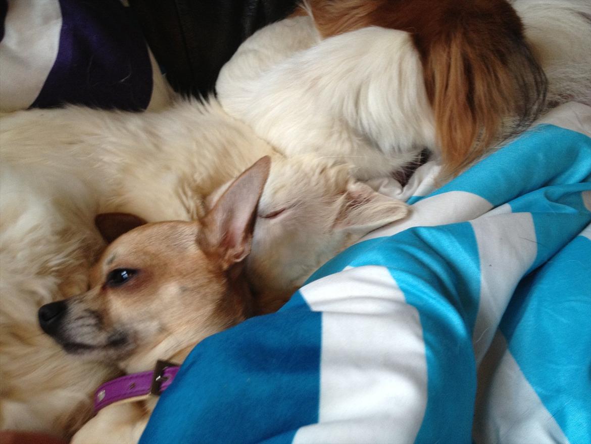 Chihuahua Perle billede 3