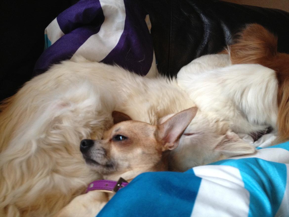 Chihuahua Perle billede 4