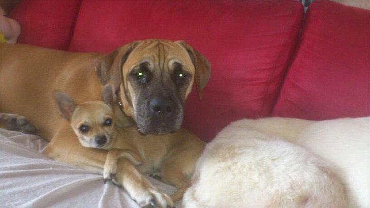 Chihuahua Perle billede 5