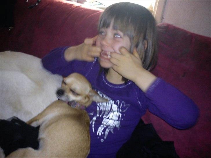 Chihuahua Perle billede 7