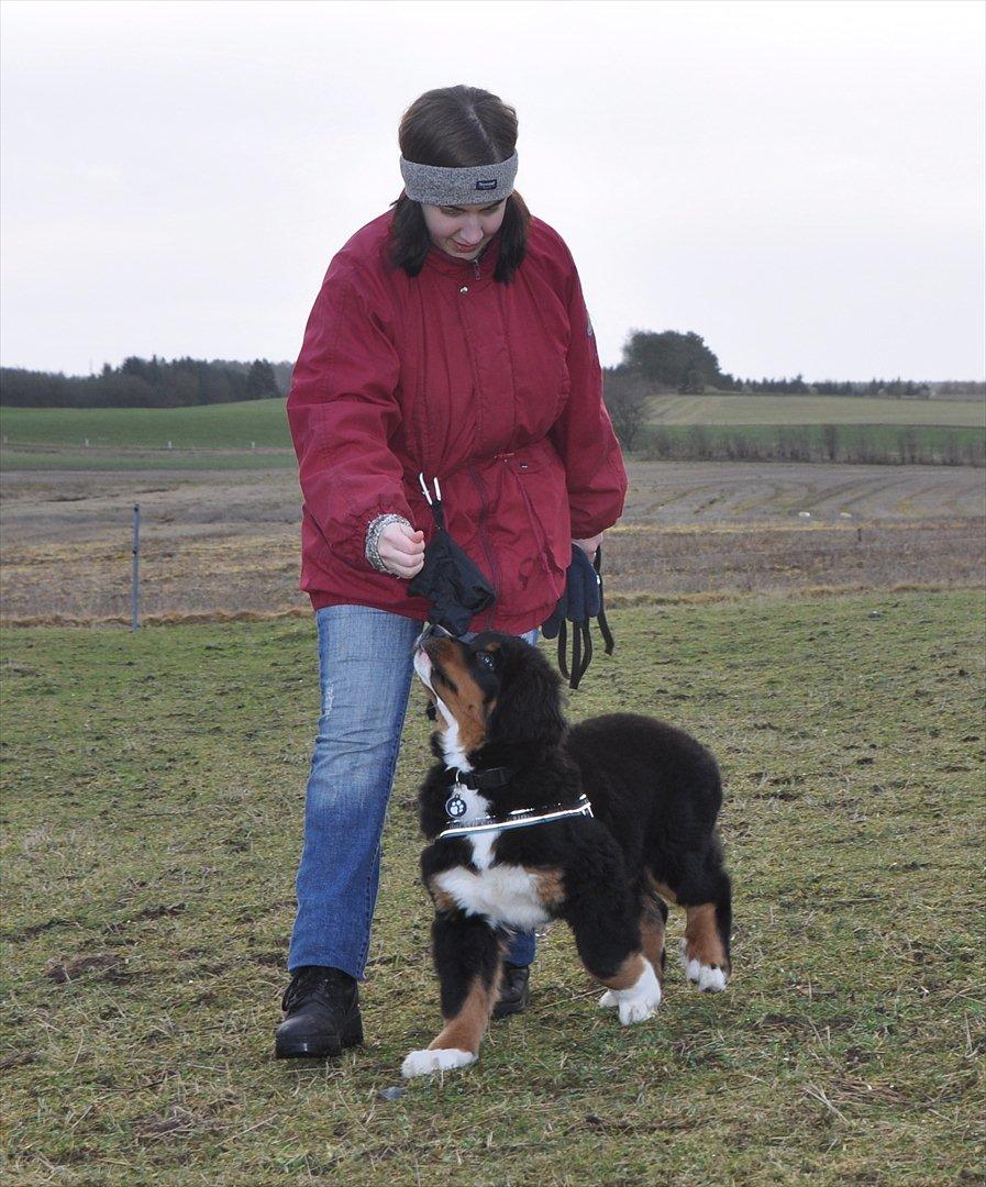 Berner sennenhund Bernerflokken Basil - Vi træner "gå pænt"... Basil er sååå dygtig. :-) billede 8