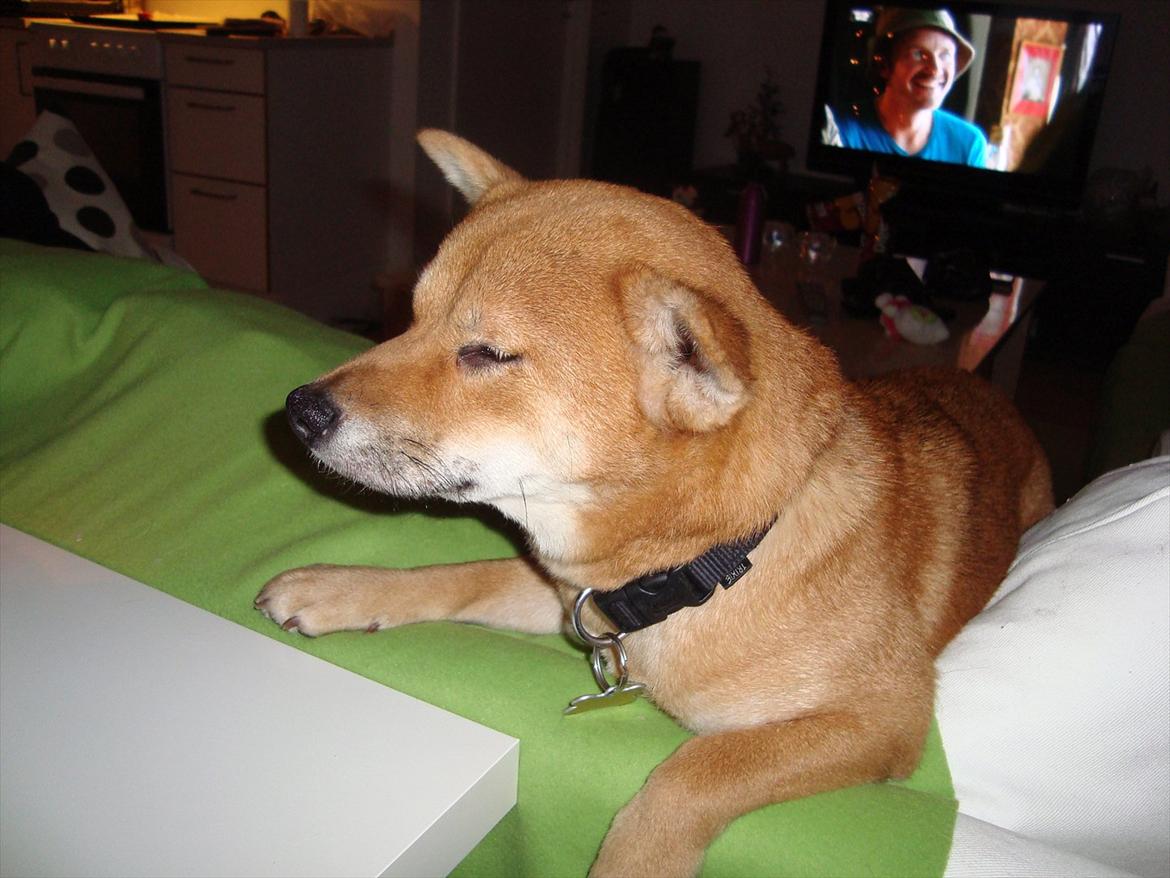 Shiba Fuji billede 1