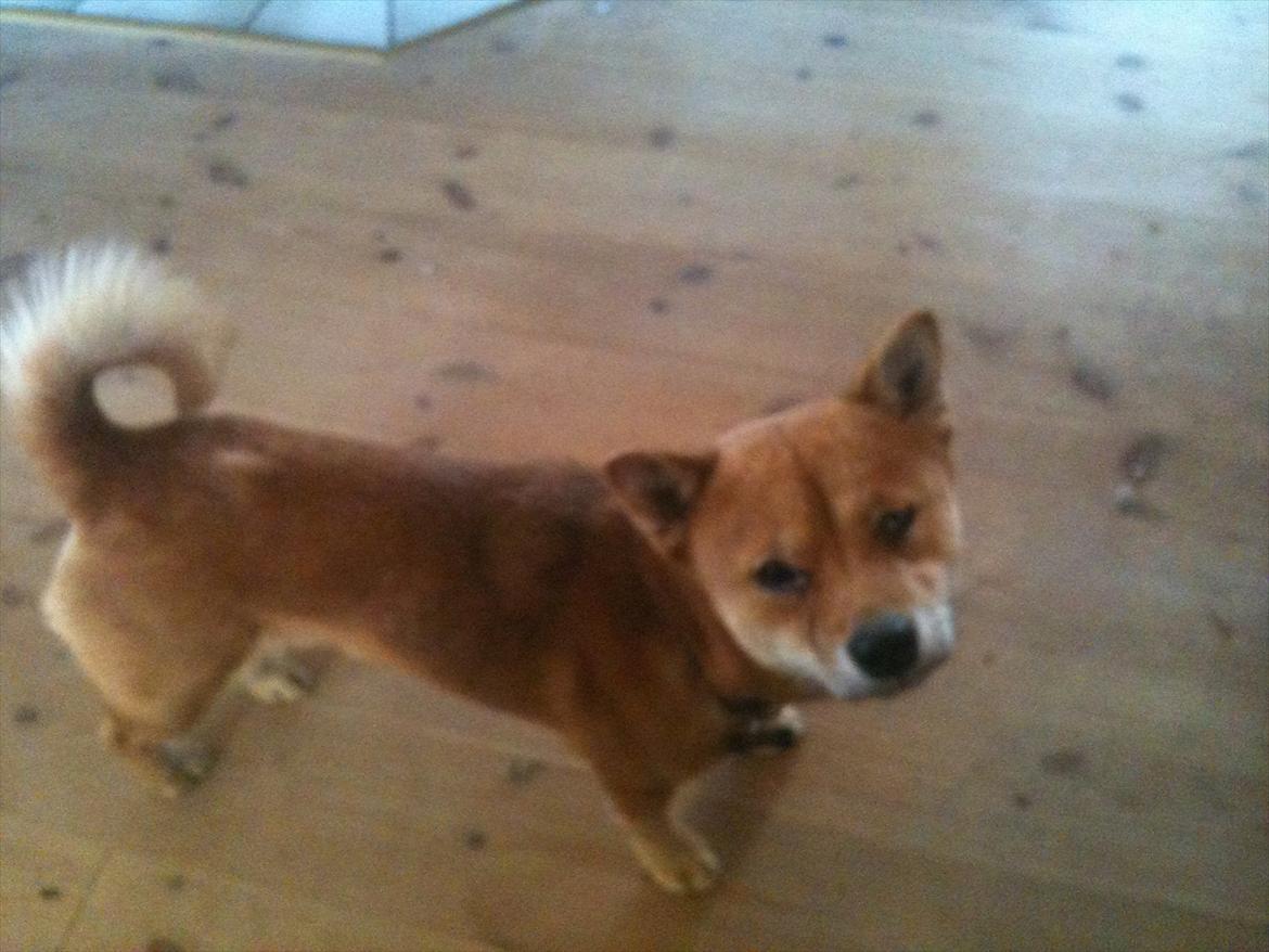Shiba Fuji billede 2