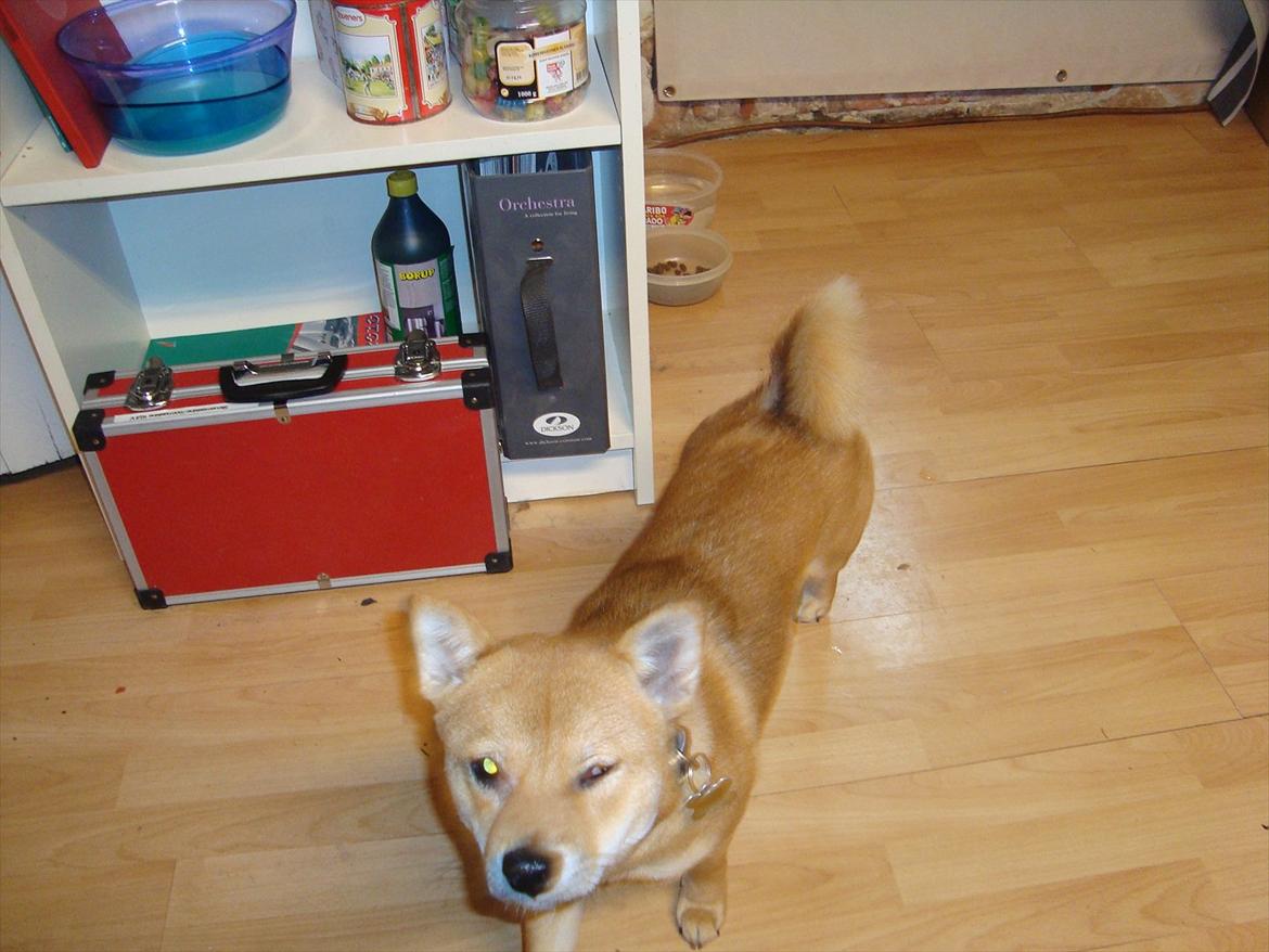 Shiba Fuji billede 3