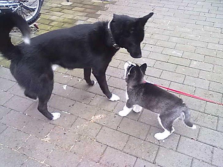 Blanding af racer Chick - uhhh mor ... Pivedyret bider .. AV:-) billede 8