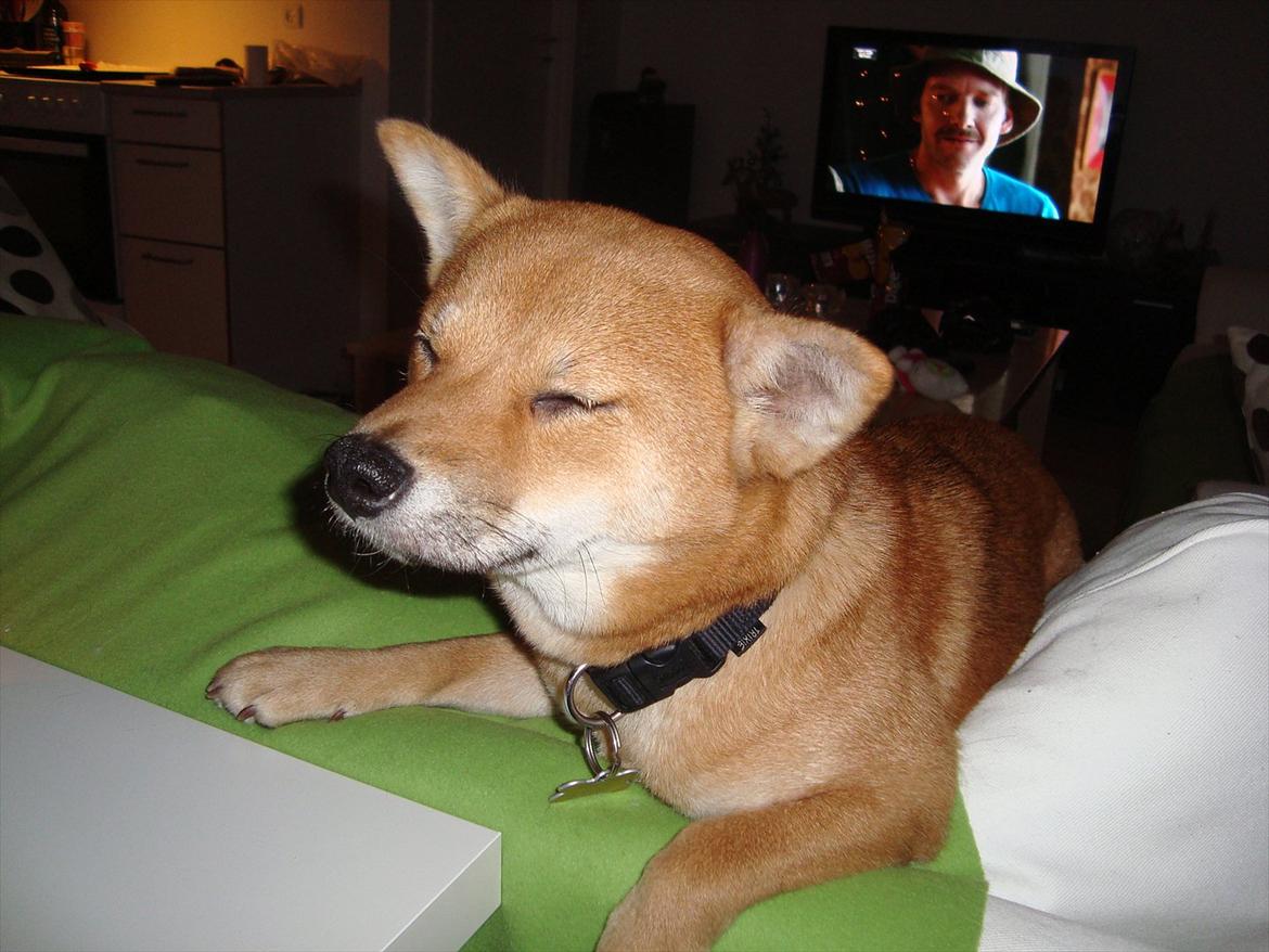 Shiba Fuji billede 4