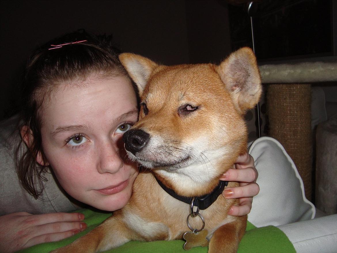 Shiba Fuji billede 5