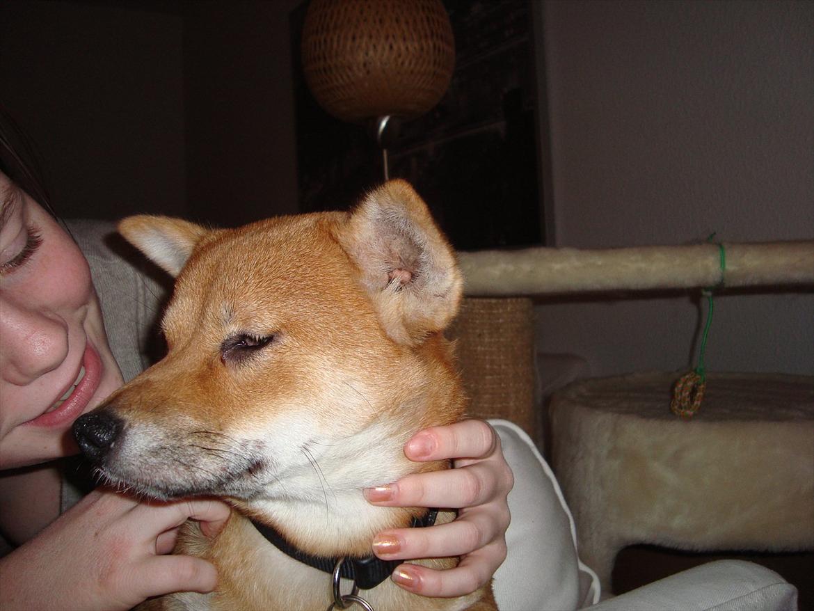 Shiba Fuji billede 6