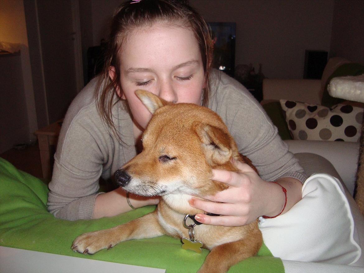 Shiba Fuji billede 7