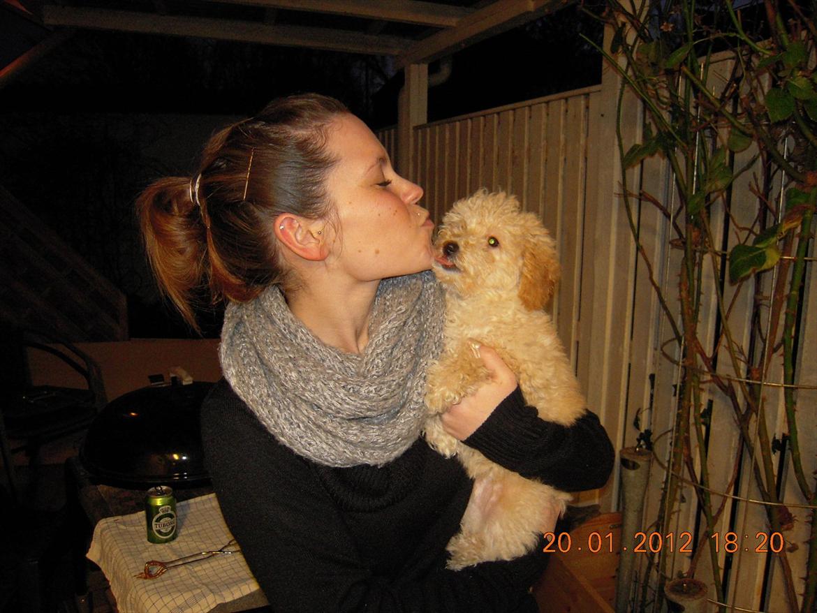 Dværgpuddel Bella - Mys mys billede 15