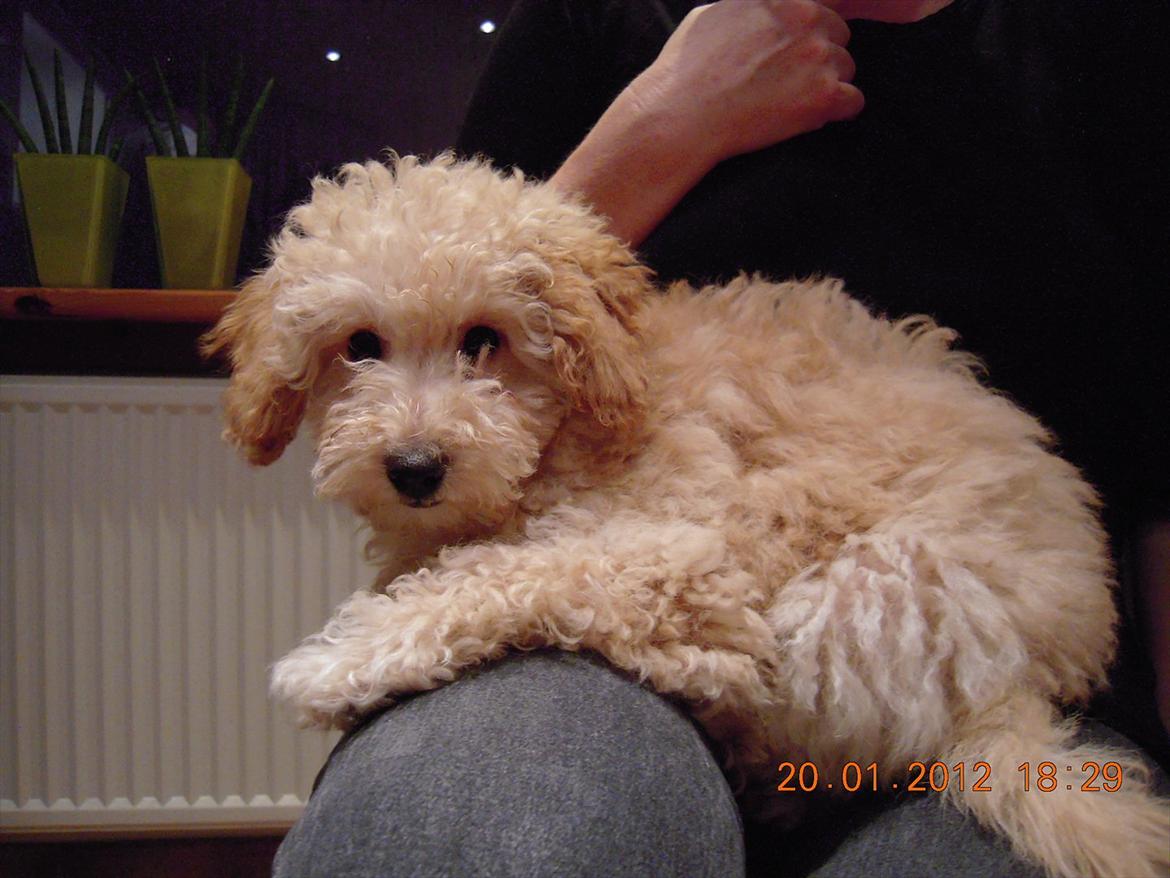 Dværgpuddel Bella - Bella, 12 uger gammel :-) billede 11