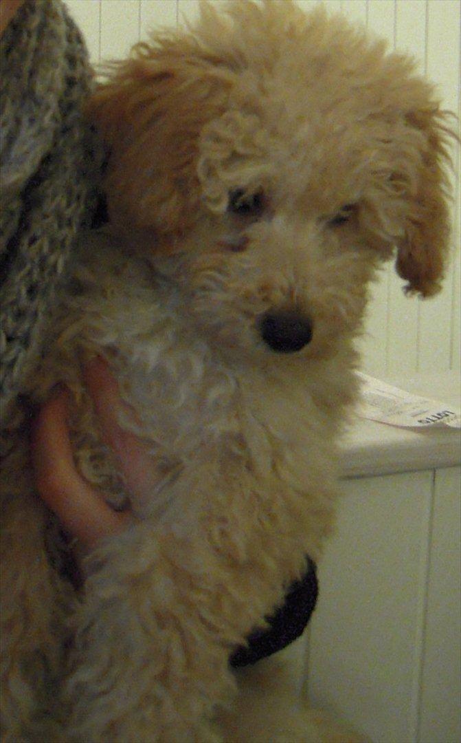 Dværgpuddel Bella - Badutter <3 billede 12