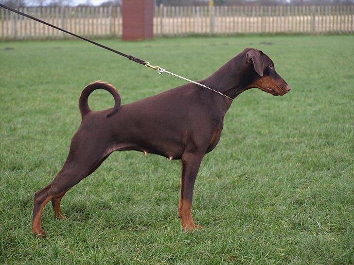 Dobermann Brown Chief Ayden - Ayden 10 mdr billede 7