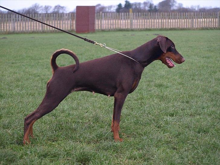 Dobermann Brown Chief Ayden billede 22