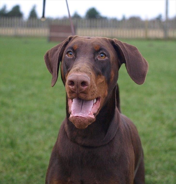 Dobermann Brown Chief Ayden billede 9