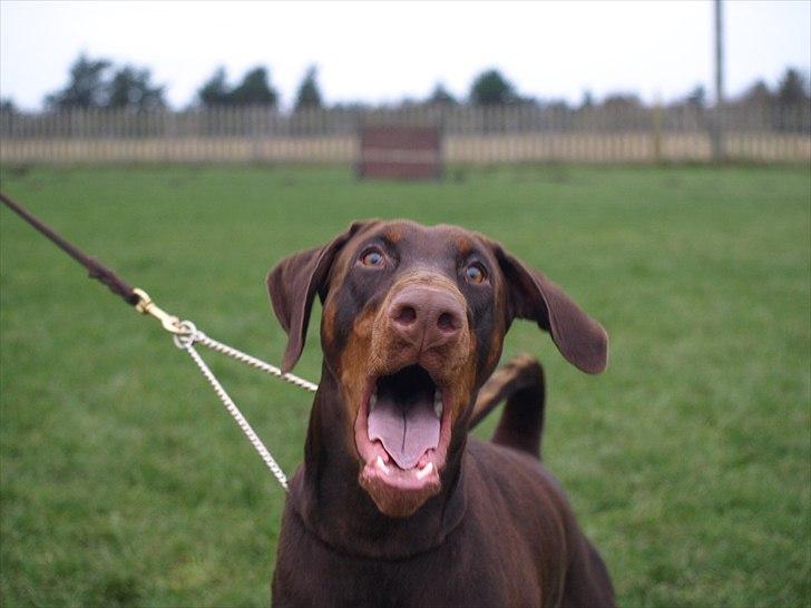 Dobermann Brown Chief Ayden billede 10