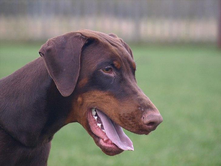 Dobermann Brown Chief Ayden billede 8