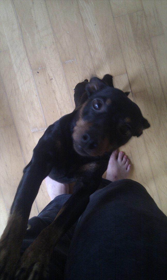 Dvaergpinscher Bevi Zakie billede 19