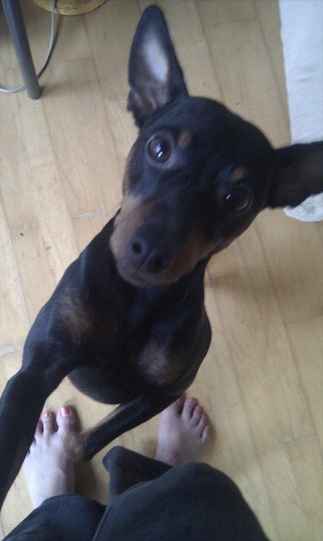 Dvaergpinscher Bevi Zakie billede 20