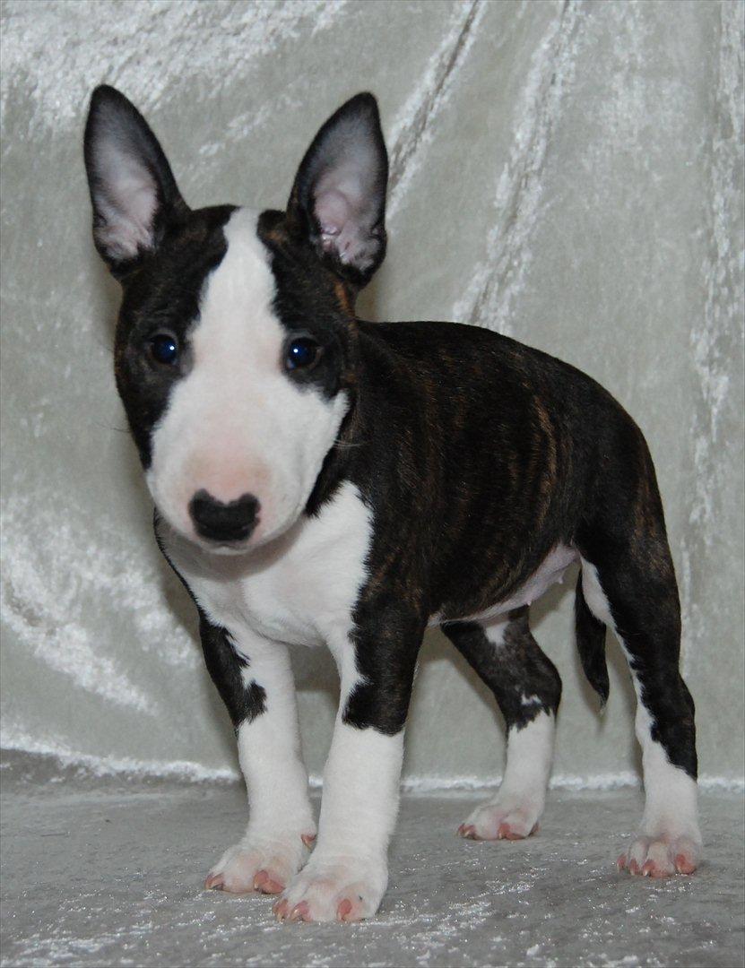 Bullterrier miniature Maligårdens Cutting Edge aka Zoey billede 10
