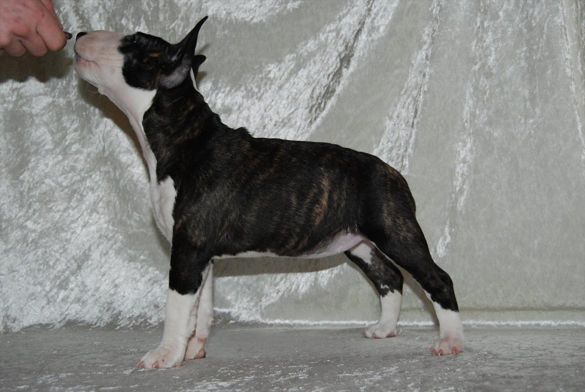 Bullterrier miniature Maligårdens Cutting Edge aka Zoey billede 11