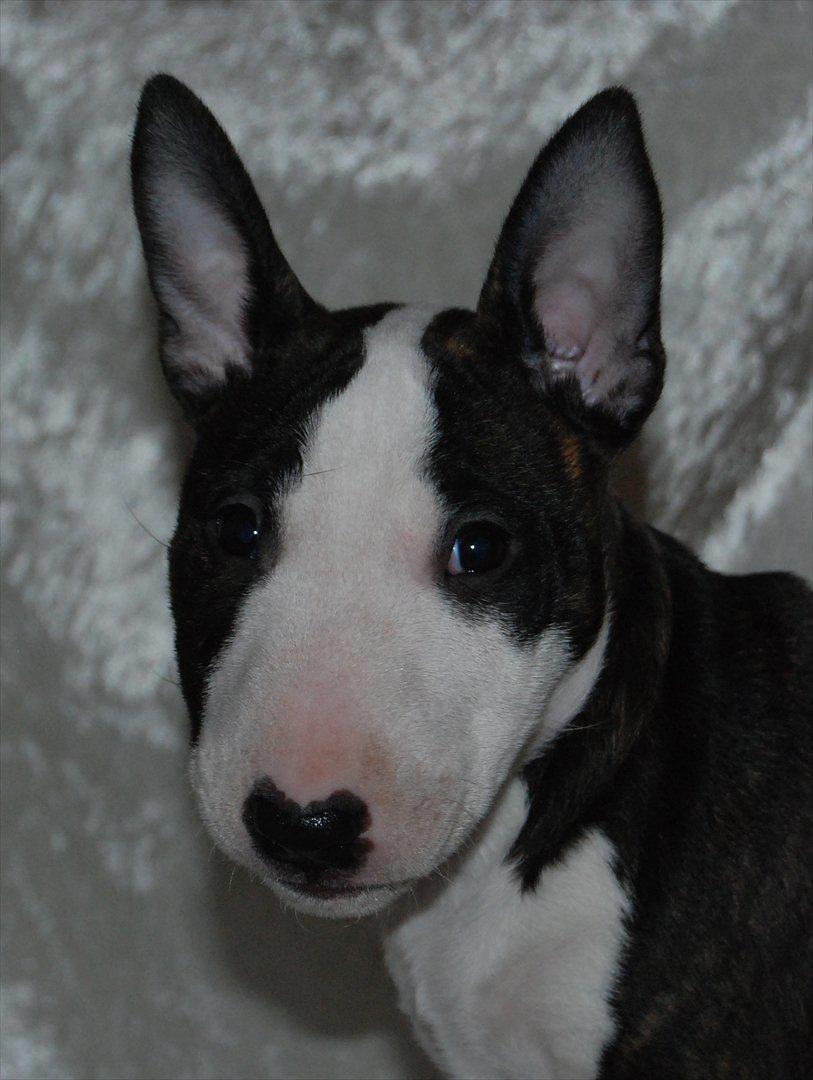 Bullterrier miniature Maligårdens Cutting Edge aka Zoey billede 1
