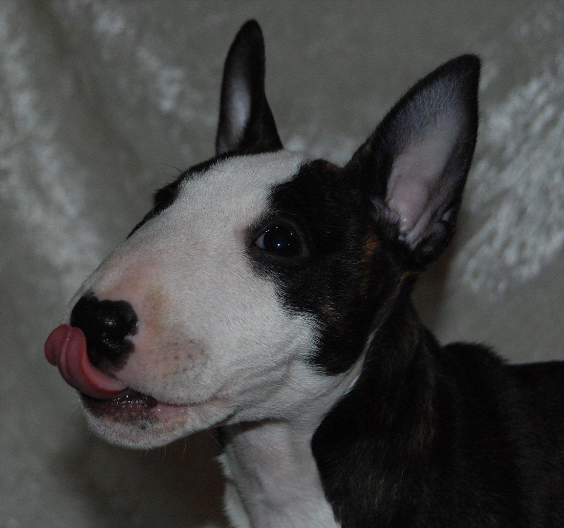 Bullterrier miniature Maligårdens Cutting Edge aka Zoey billede 12