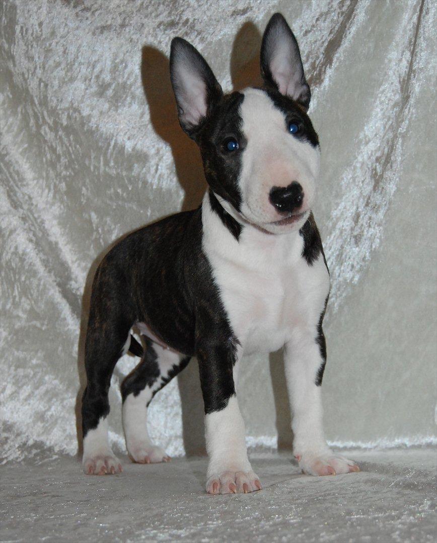 Bullterrier miniature Maligårdens Cutting Edge aka Zoey billede 13