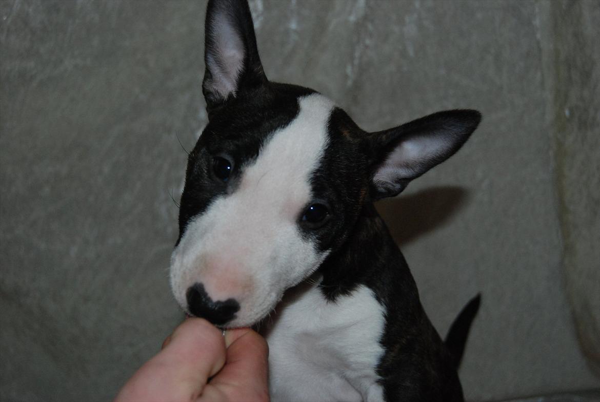 Bullterrier miniature Maligårdens Cutting Edge aka Zoey billede 14