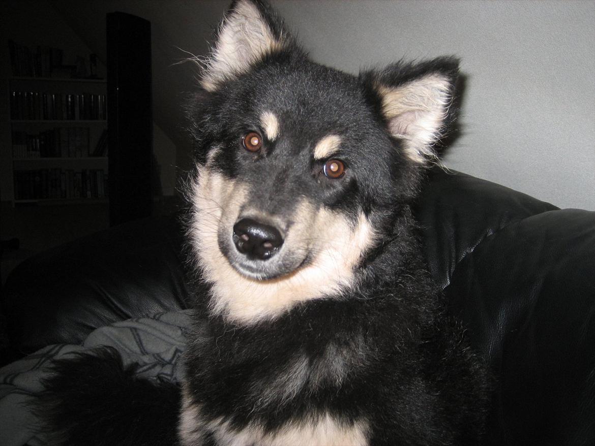 Finsk lapphund Kato billede 12