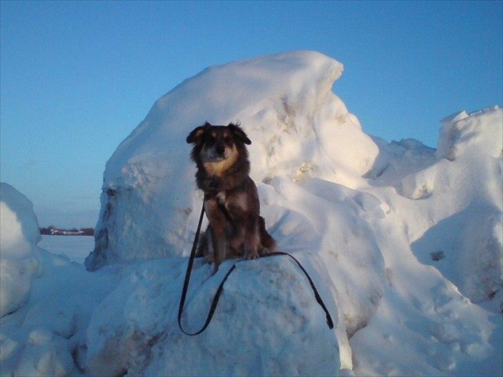 Blanding af racer Idaho billede 4