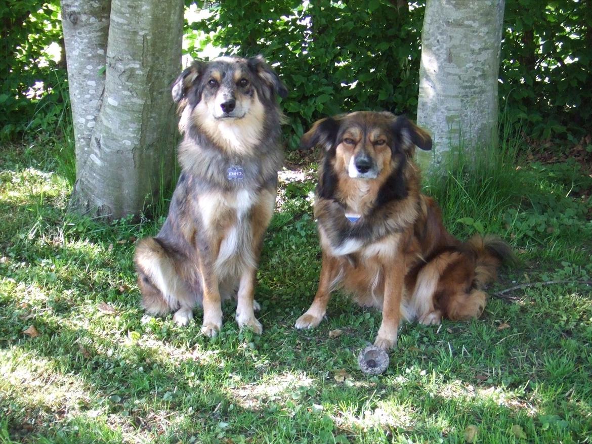 Blanding af racer Idaho billede 5