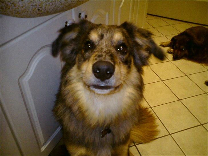 Blanding af racer Idaho billede 6