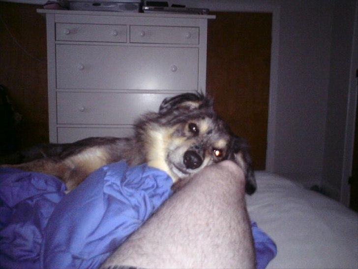 Blanding af racer Idaho billede 7