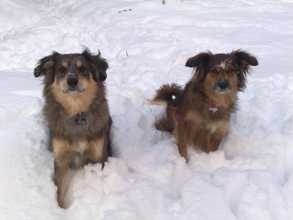 Blanding af racer Idaho billede 8