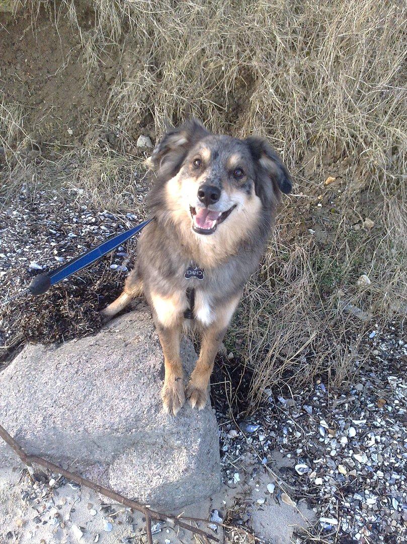 Blanding af racer Idaho billede 9