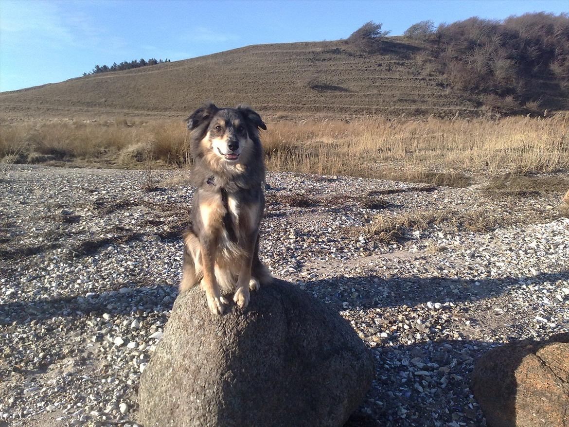 Blanding af racer Idaho billede 10