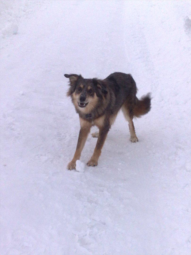 Blanding af racer Idaho billede 11