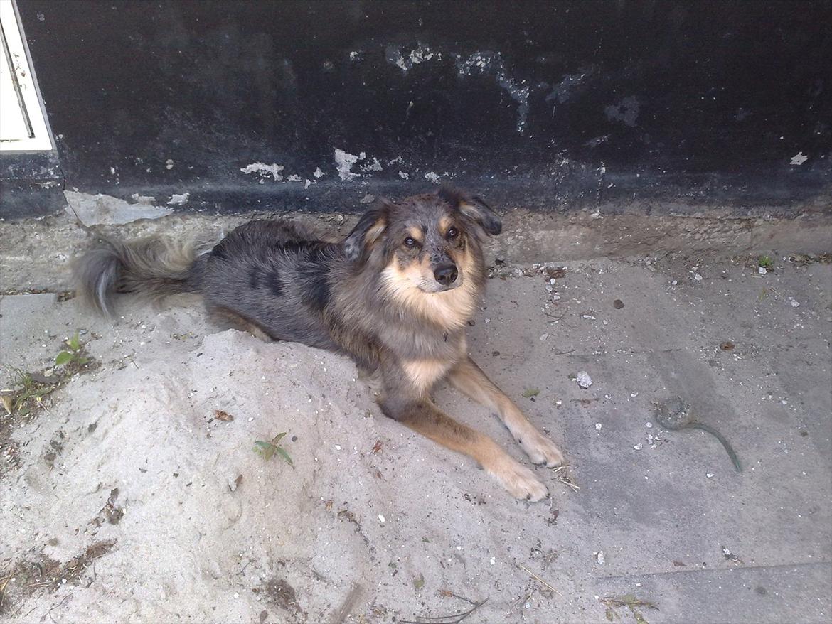 Blanding af racer Idaho billede 12