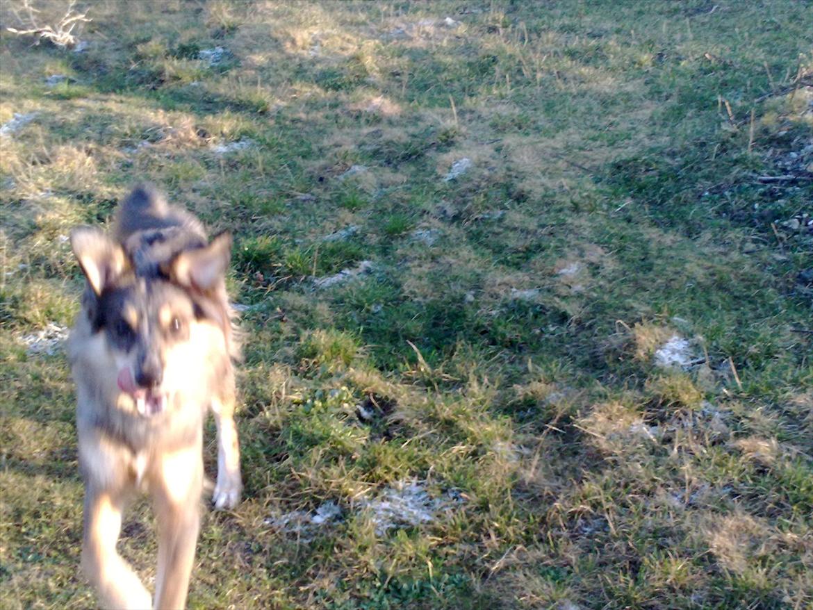 Blanding af racer Idaho billede 13