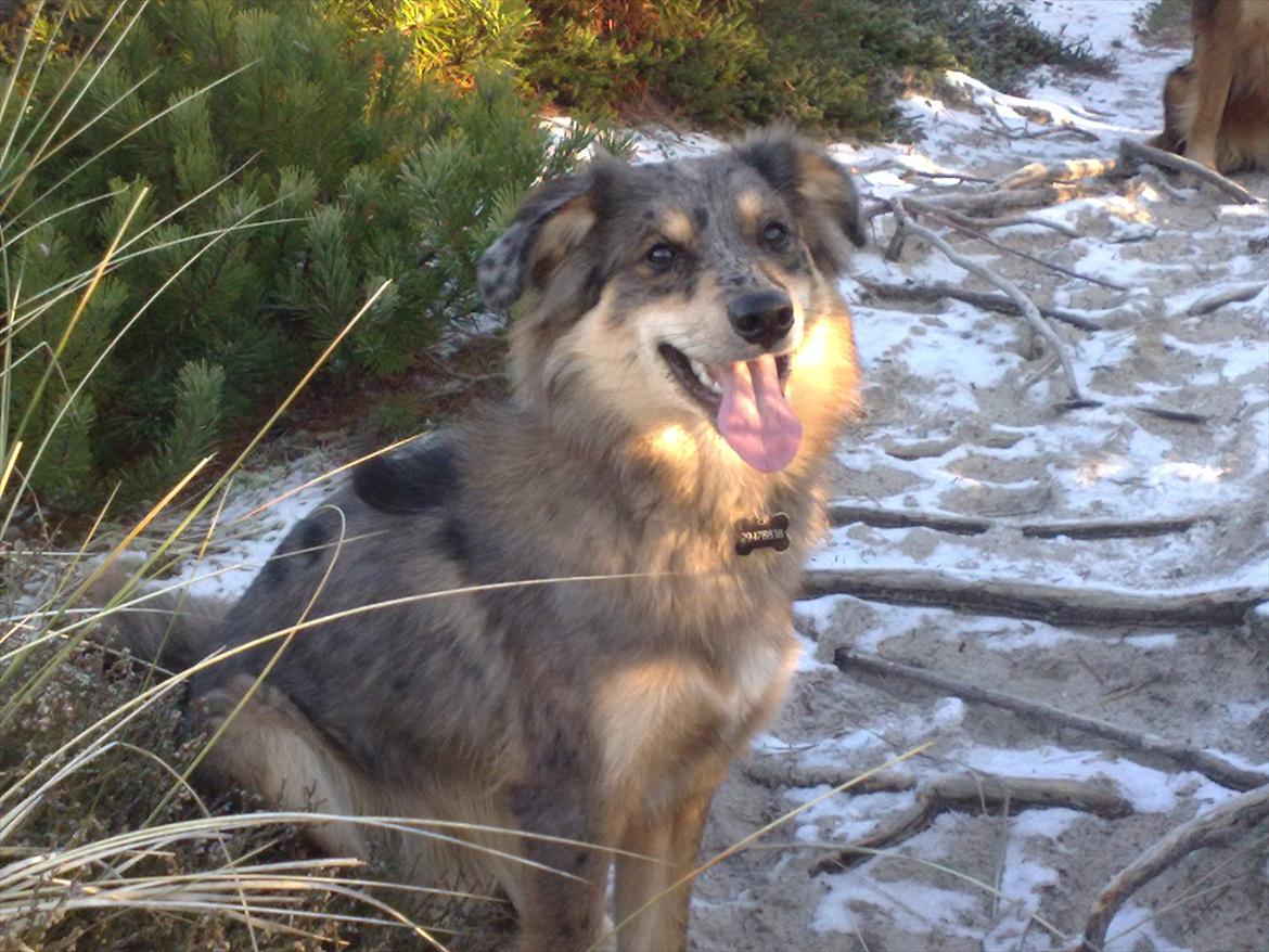 Blanding af racer Idaho billede 14