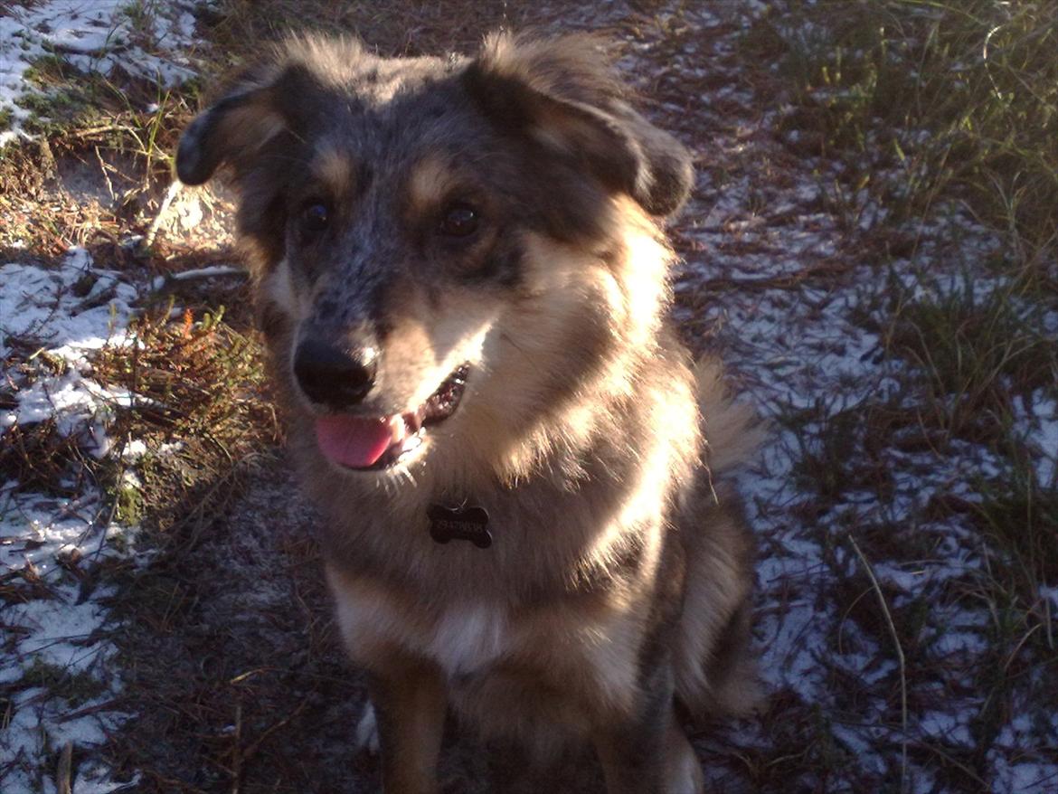 Blanding af racer Idaho billede 15